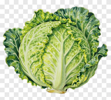 Fresh Cabbage PNG