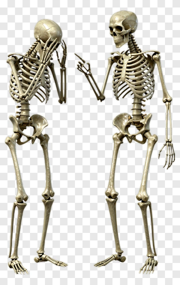 Skeletons Interacting With Each Other PNG
