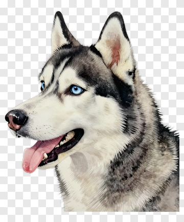 Realistic Siberian Husky Portrait PNG