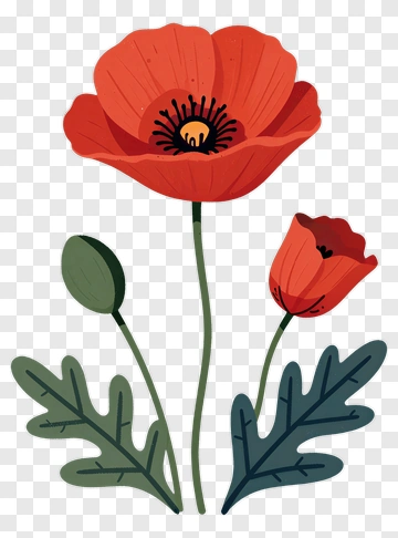 Colorful Red Poppy Flower PNG