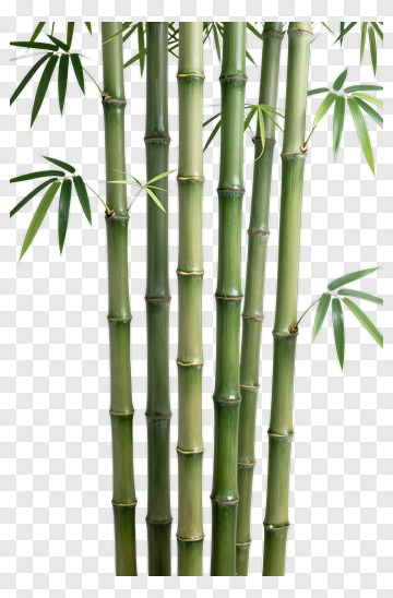 Bamboo Stalks PNG