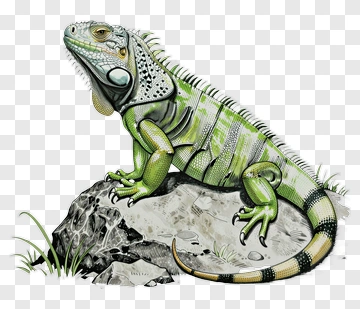 Green Iguana On A Rock PNG