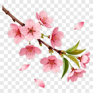 Cherry Blossom Branch With Pink Flowers PNG