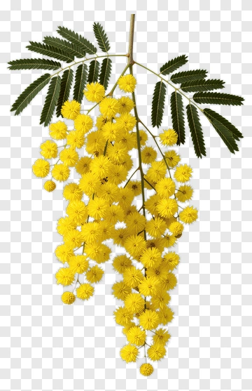 Yellow Mimosa Flower Branch PNG