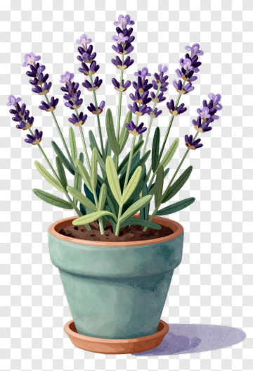 Lavender Plant In Pot PNG