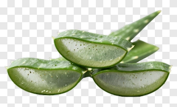 Fresh Aloe Vera Leaves PNG