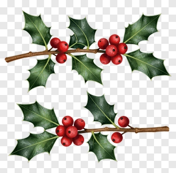 Holly Branches With Red Berries PNG