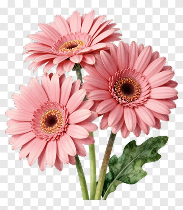 Pink Gerbera Daisy Bouquet PNG