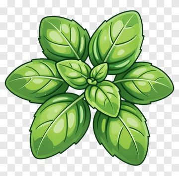 Green Basil Leaves PNG