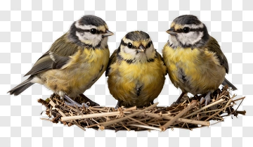 Three Blue Tit Birds In A Nest PNG