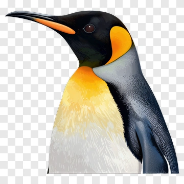 Emperor Penguin Portrait PNG