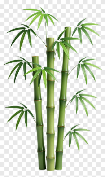 Bamboo Plant PNG
