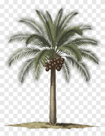 Palm Tree With Bunch Of Fruit PNG
