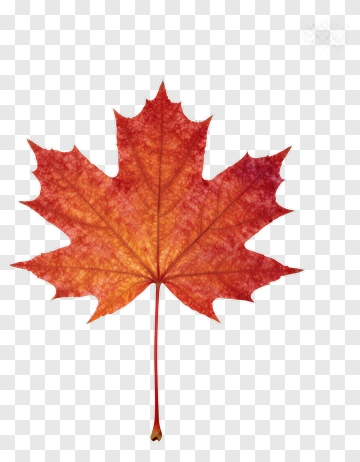 Red Maple Leaf PNG