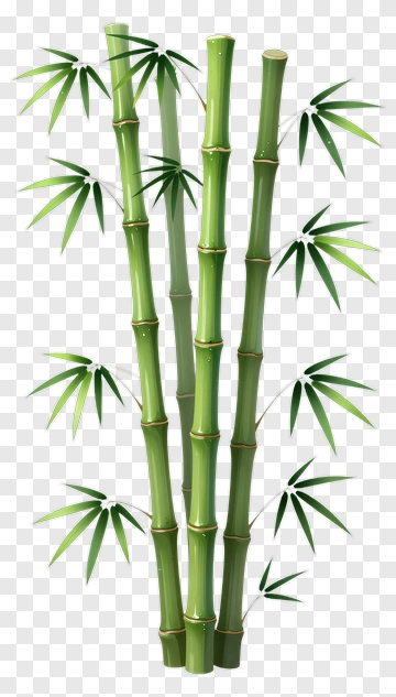 Bamboo Plant PNG