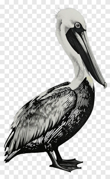Illustration Of A Pelican PNG