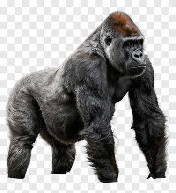 Gorilla Standing In Profile PNG
