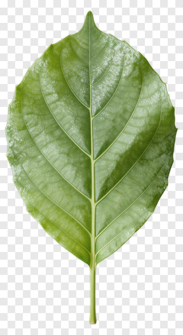 Green Leaf PNG