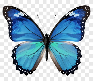 Blue Butterfly With Detailed Wings PNG