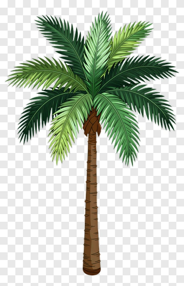 Palm Tree PNG