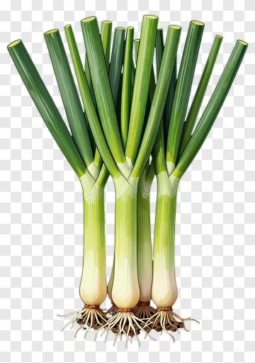 Fresh Green Onions Bunch PNG