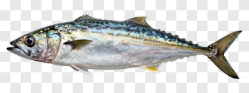 Realistic Mackerel Fish PNG