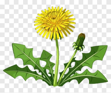 Dandelion Flower With Green Leaves PNG