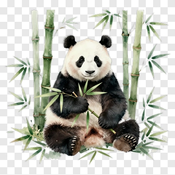 Panda Eating Bamboo PNG