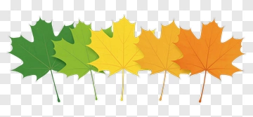 Colorful Maple Leaves PNG