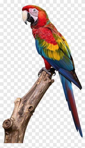 Colorful Macaw Parrot On A Branch PNG
