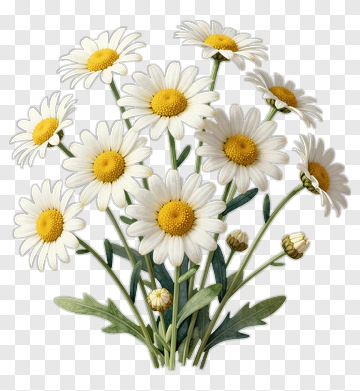 Flower Bouquet Of Daisies PNG