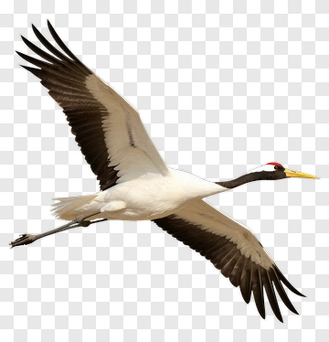 Cranes Flying In The Sky PNG
