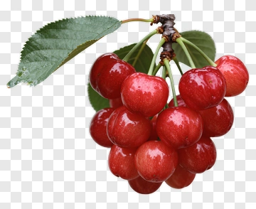 Fresh Red Cherries With Leaves PNG