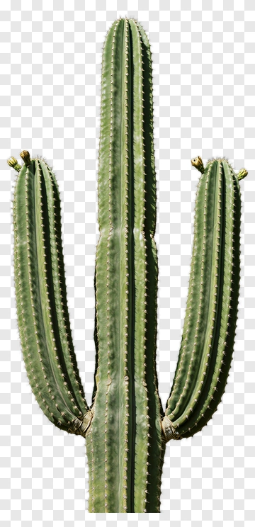 Saguaro Cactus PNG
