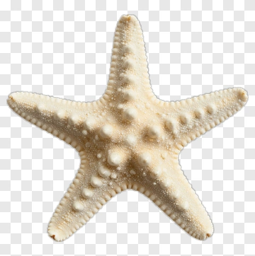 Starfish On Transparent Background PNG