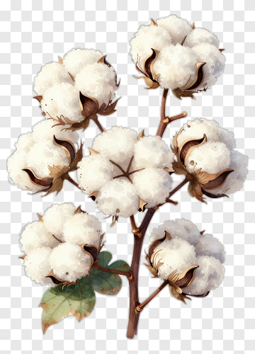Cotton Plant With Fluffy Bolls PNG