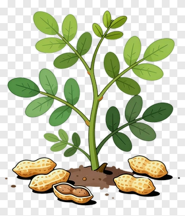 Peanut Plant With Peanuts PNG