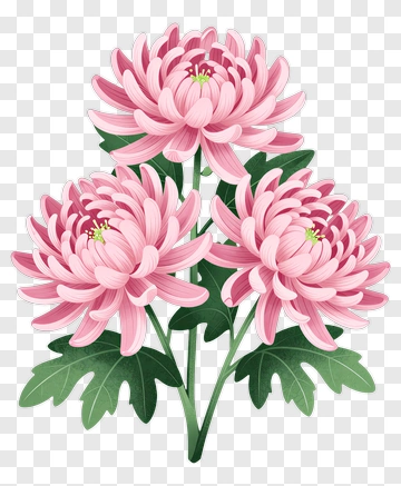 Pink Chrysanthemum Flower Bouquet PNG