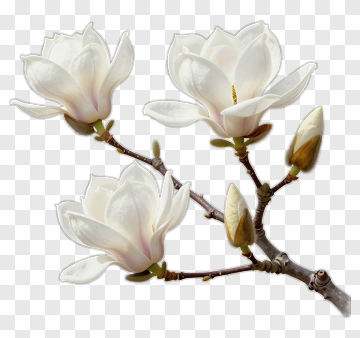 White Magnolia Flowers On A Branch PNG