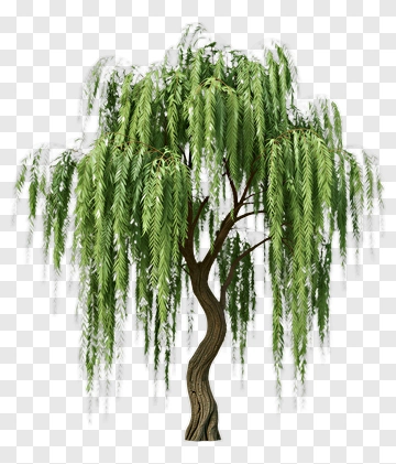 Willow Tree PNG