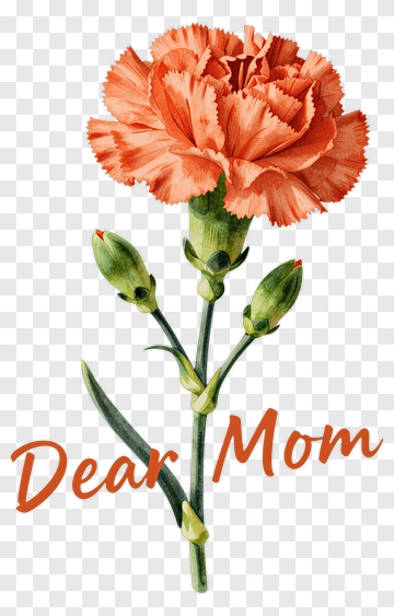Orange Carnation Flower With Dear Mom Text PNG