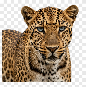 Leopard With Striking Blue Eyes PNG