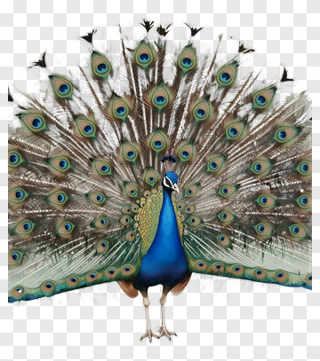 Peacock Displaying Its Colorful Feathers PNG