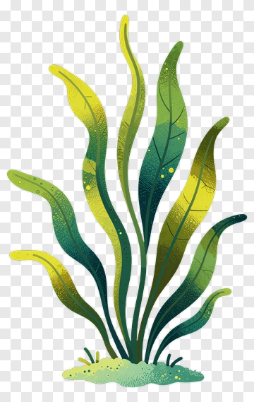 Colorful Seaweed Illustration PNG