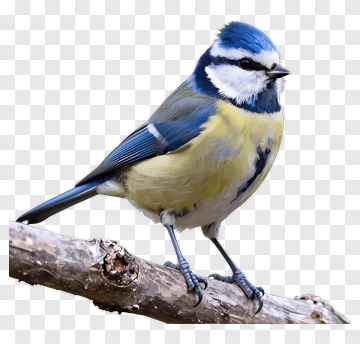 Blue Tit Perched On A Branch PNG