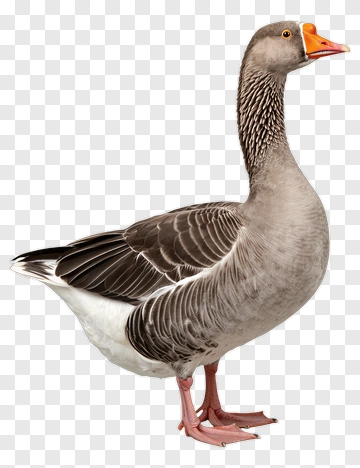 Gray Goose Standing PNG