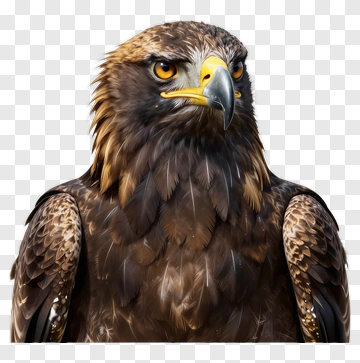 Realistic Golden Eagle Portrait PNG