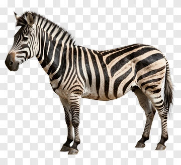 Zebra Standing In Profile PNG