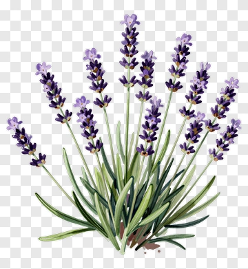 Lavender Plant With Purple Flowers PNG