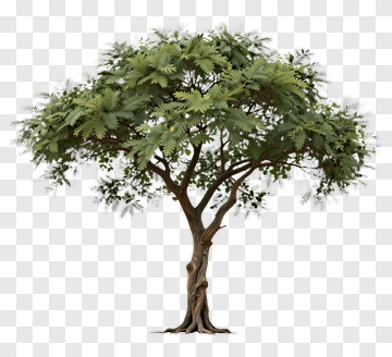 Tree With Lush Green Foliage PNG